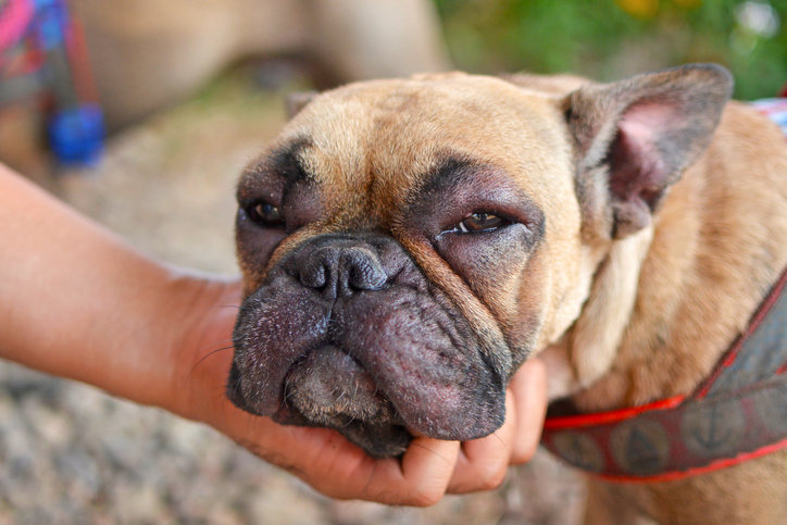 Schwellung nach einer allergischen Reaktion beim Hund