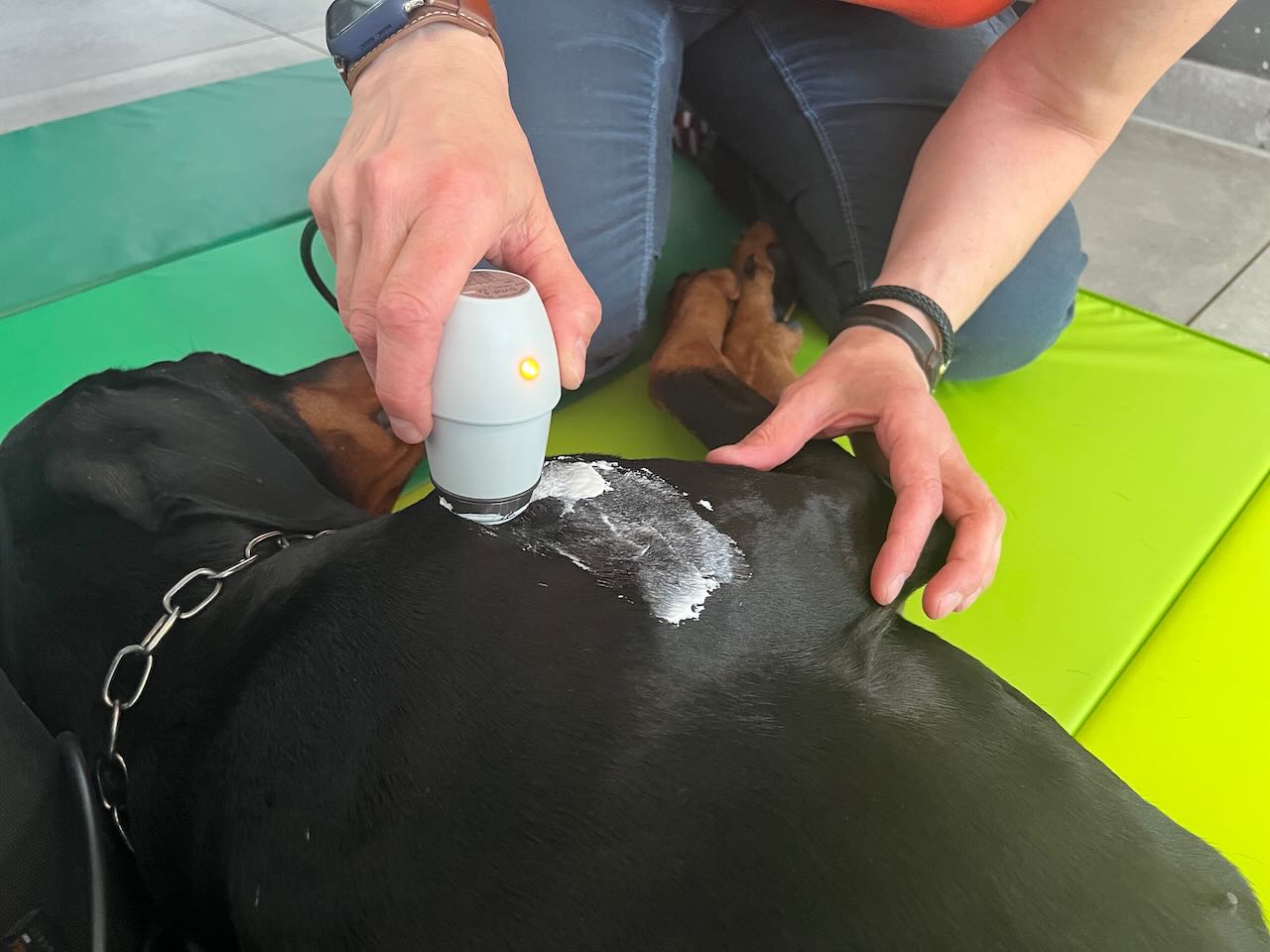 Ultraschalltherapie am Hund