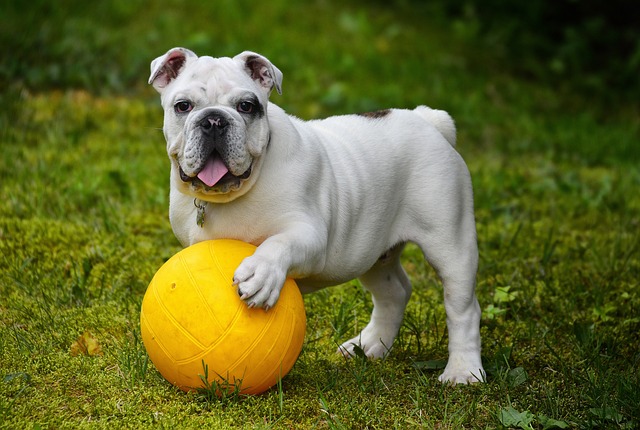 Physio Artikel für Hunde